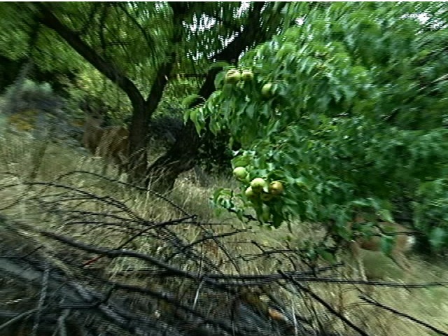 Joaquin Miller pics.226